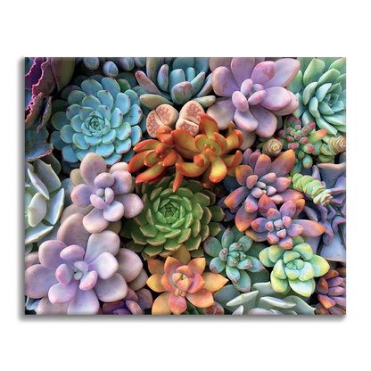 Piante succulente - Dipingere con i Numeri