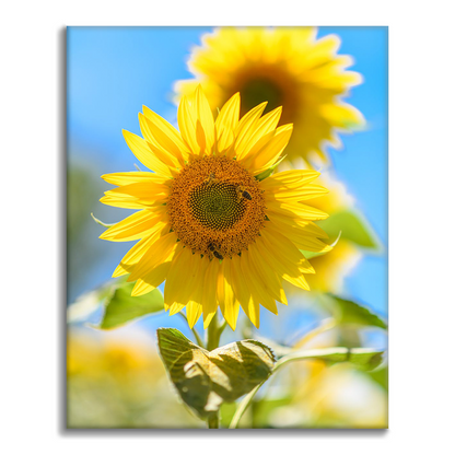 Girasole d'oro - Dipingere con i Numeri