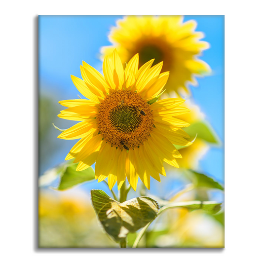 Girasole d'oro - Dipingere con i Numeri